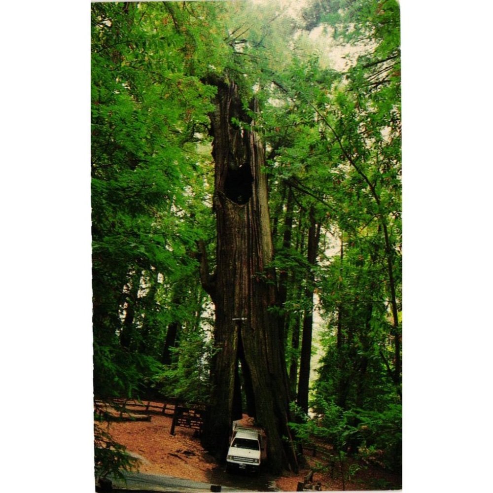 Original Drive Thru Tree Postcard Travel Souvenir Unposted Shrine Park Vintage